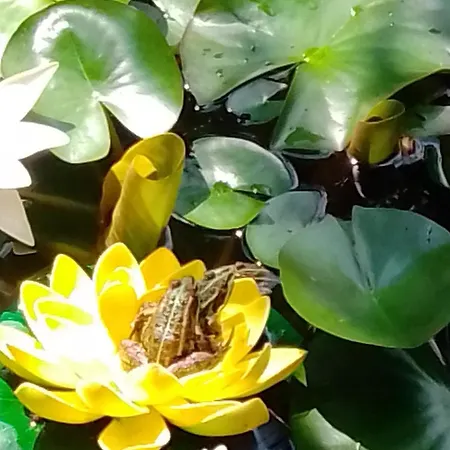 Meyerhof שוונאו