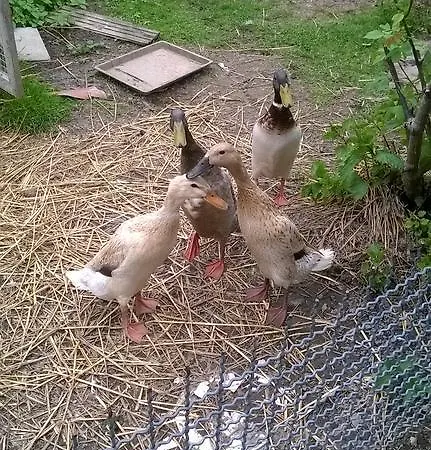 Meyerhof Апартаменты *