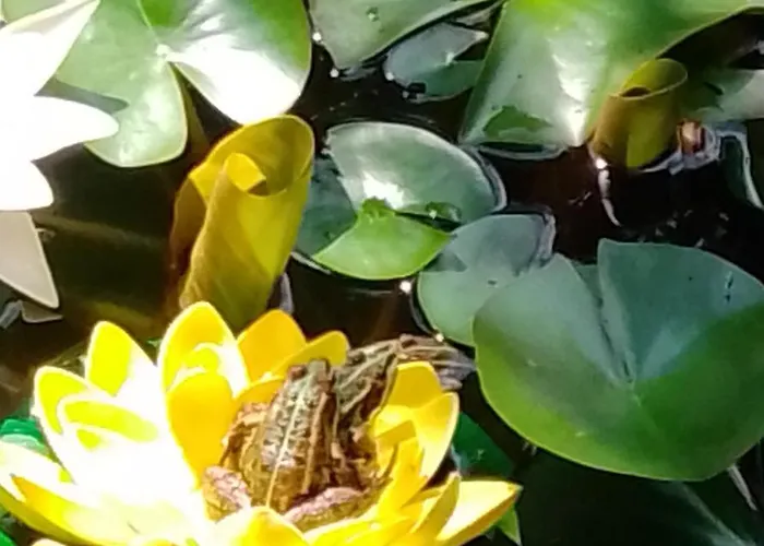 Meyerhof シュヴァナウ