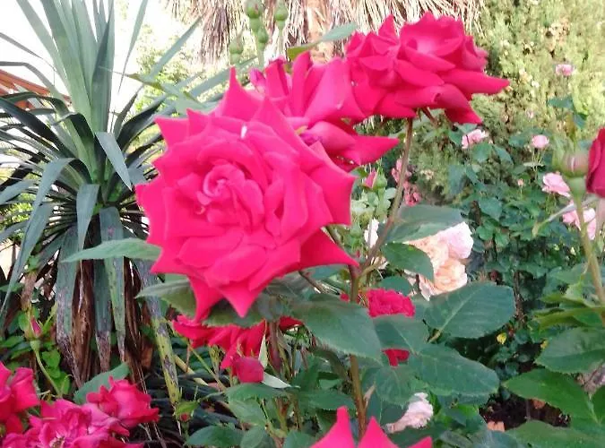 アパート Meyerhof