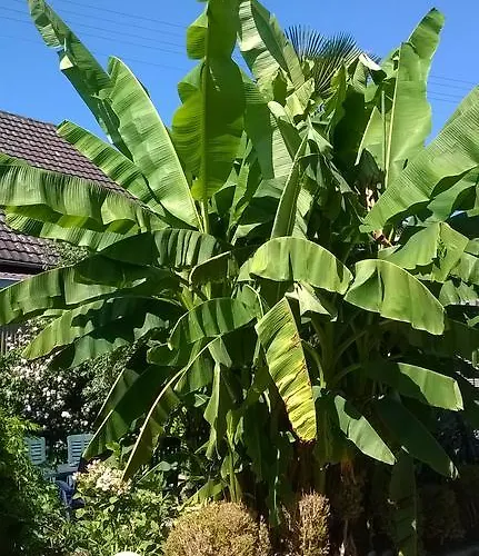 アパート Meyerhof