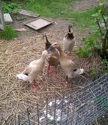 Meyerhof アパート *